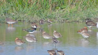 Goldcliff Birding 196 4K [upl. by Lebam]