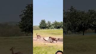 Antelope survived against Hyena hyena antelope wildlife wildanimals animals shorts trending [upl. by Zosi]