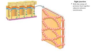 Type of Cell Junctions  Tight and Adherens Junctions [upl. by Akisey]