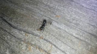 Camponotus laevissimus queen digging her founding nest in a log  Angelus Oaks CA 5122016 [upl. by Pillyhp983]