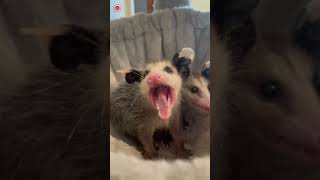 Real Opossum Sounds  High Quality  Interesting Opossum Sound Experience  4K shorts [upl. by Adnwahs293]