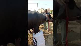 Bull competition Haryana tradingvideo viralvideo likeandsubscribe 2 [upl. by Eidnak]