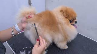 quotCUTESTquot POMERANIAN EVER AMAZING SCISSORS WORK 🐶❤️ DOG GROOMING [upl. by Euqor3]