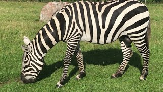 Burchells Zebra 1  Givskud Zoo Denmark [upl. by Marvel]