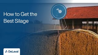 Good Practices for Silage Production  How to Get the Best Silage  DeLaval [upl. by Jobina]