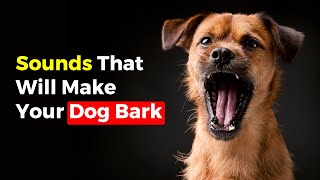 Guaranteed Sounds That Will Make Your Dog Bark [upl. by Auod839]