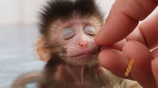 Warmly little bebe TingTing sit for Dad checking [upl. by Ettennaj]