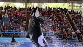 Tuar  Orca Encounter SeaWorld San Antonio Texas [upl. by Irving]