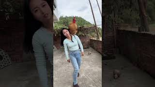 A big rooster that can understand human language a famous rooster on the Internet a fighter am [upl. by Airom403]