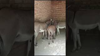 Beautiful 🥀 donkey 🐎 raja ki meeting 🐎🐎🥀 [upl. by Novihc658]