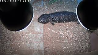 female shingleback skink [upl. by Carberry]