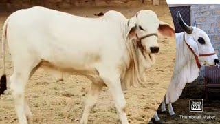 Tharparkar breeding centre jodhpurB 200 bull result [upl. by Sibie804]