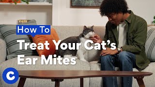 How To Get Rid of Ear Mites on Your Cat [upl. by Frech945]