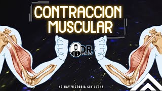 TEJIDO MUSCULAR  Contracción Muscular Parte 2  BIOLOGIAANATOMIA  Músculos  Histología [upl. by Ahsinrat]