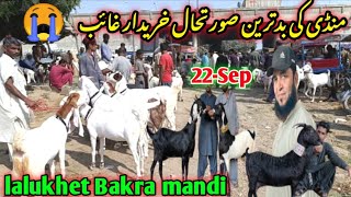 lalukhet Bakra mandi latest update 22Sep2024 bakra mandi goat farm visit gulabi kamori teddy [upl. by Yltnerb855]