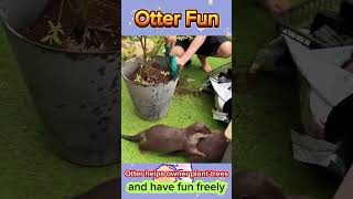 Otter helps owner plant trees 😁😁😁 otter otters otterlove babyotter cute pets ottero shorts [upl. by Erroll408]