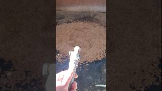 Using Pelletized Shavings for Horse Stall Bedding cwelitecowhorses barn stablelife GloryToGod [upl. by Sirrad]