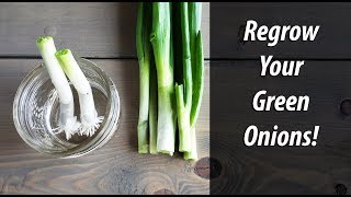 10 Vegetables You Can Regrow from Kitchen Scraps  Get FREE SEEDS [upl. by Lebanna]