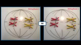 Le brassage interchromosomique [upl. by Siloam]