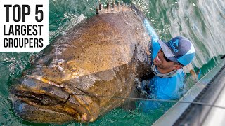 Top 5 Largest Goliath Groupers Caught [upl. by Nayd]