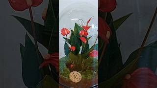 Anthurium in terrarium [upl. by Belsky946]