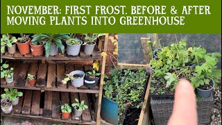 NOVEMBER first frosts Plants before amp after the frost What I moved into the greenhouse [upl. by Remliw]