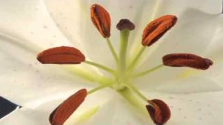 Lily flower with ripening stamens time lapse [upl. by Lotsirb]