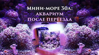 Море 30л аквариум после переезда на новое место [upl. by Indira]