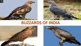 Buzzards of India 🇮🇳  Raptors  Indian Birds [upl. by Jenne]