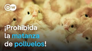 ¿Qué consecuencias tiene la prohibición de sacrificar polluelos en Alemania  DW Documental [upl. by Franci]