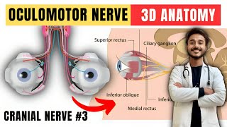 oculomotor nerve  cranial nerve anatomy  3rd cranial nerve anatomy [upl. by Annoval644]