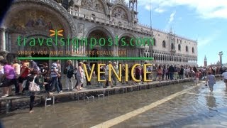 Venice in Acqua Alta Live from Piazza San Marco [upl. by Nerual]