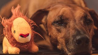 How To Feed a Rhodesian Ridgeback [upl. by Lardner]