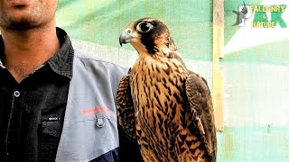 Black Shaheen Falcon Light  Information Facts and Price in Pakistan [upl. by Booze]