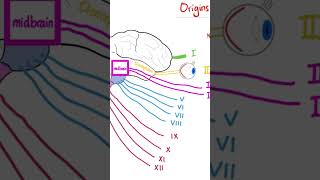 12 Cranial Nerves  Origin  Neuroanatomy science anatomy neuroanatomy [upl. by Tessy792]