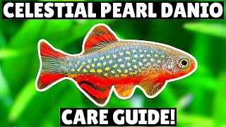 Celestial Pearl Danio Care Guide  Amazing Nano Fish [upl. by Nyleuqaj]