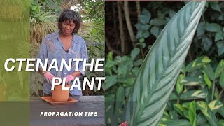 Ctenanthe Prayer Plant Step by step propagation tips on how to multiply your Prayer Plant [upl. by Arie]