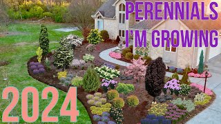 Perennials Im Adding to the Garden in 2024 Proven Winners  The Southerners Northern Garden [upl. by Attelliw]