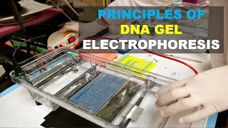 THE BEST EXPLANATION OF DNA GEL ELECTROPHORESIS  EXPLICACION PASO A PASO ELECTROFORESIS DE ADN [upl. by Verneuil439]