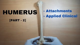 Humerus Bone Anatomy PART 2  Attachments amp Applied Clinical  Bones of Upper Limb [upl. by Setsero593]