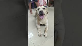 buster nahane ke baad ghanda ghanda hogaya phir🥰😁doglover [upl. by Rehpretsirhc]