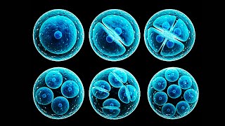 MEIOSIS  Biología Desde Cero [upl. by Penney557]