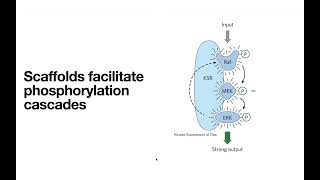 Receptor Tyrosine Kinases – insulin receptor INSR etc [upl. by Egres]