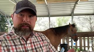 Horse Colic and what to do before calling the vet [upl. by Towney370]