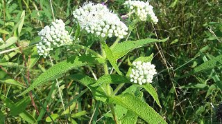 Boneset Eupatorium perfoliatum [upl. by Tenrag]