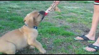 Atticus  8 Weeks Old  South African Boerboel [upl. by Tabbitha]