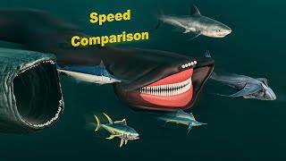 Fastest Sea Creature Comparison  Bloop vs El Gran Maja [upl. by Combs941]