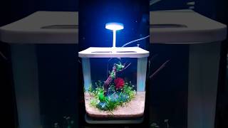 Fighter fish available for sales song aquariumfishkerala musicgenre music [upl. by Paymar]