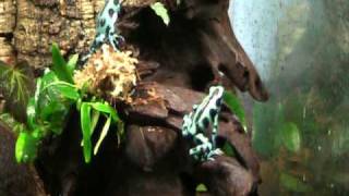 Dendrobates auratus calling [upl. by Sollie]