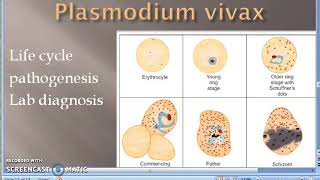 Parasitology 075 a Plasmodium Malaria Life Cycle Moquito Sporozoite Merozoite female Anopheles [upl. by Novaat69]